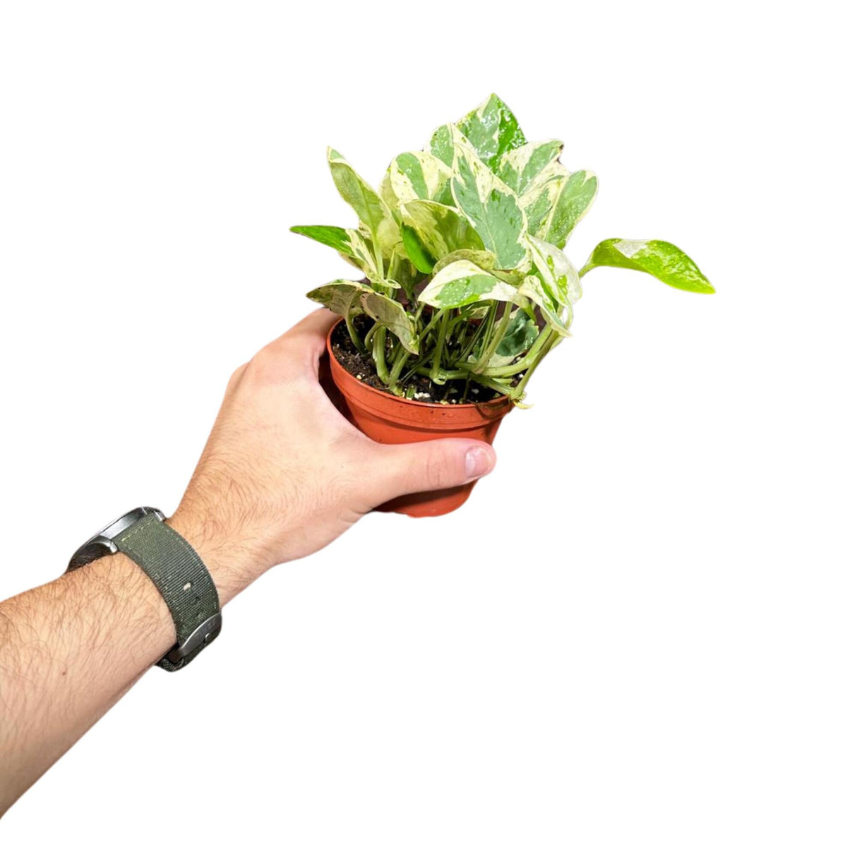 Rare N'Joy Pothos in a 4" Nursery Pot- White Variegated Indoor Vines - Low light plant Houseplant- Similar PLANT as the pictures