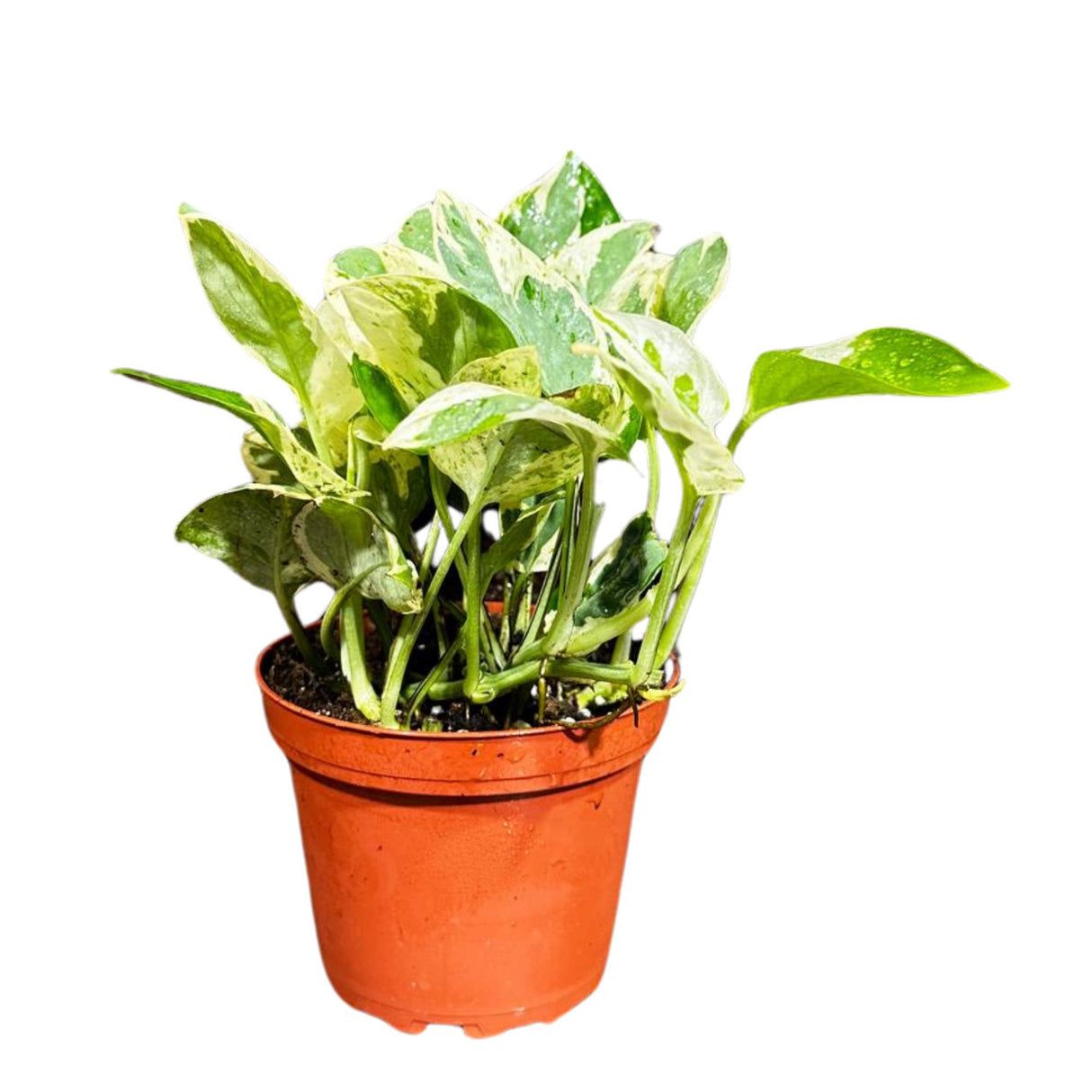 Rare N'Joy Pothos in a 4" Nursery Pot- White Variegated Indoor Vines - Low light plant Houseplant- Similar PLANT as the pictures