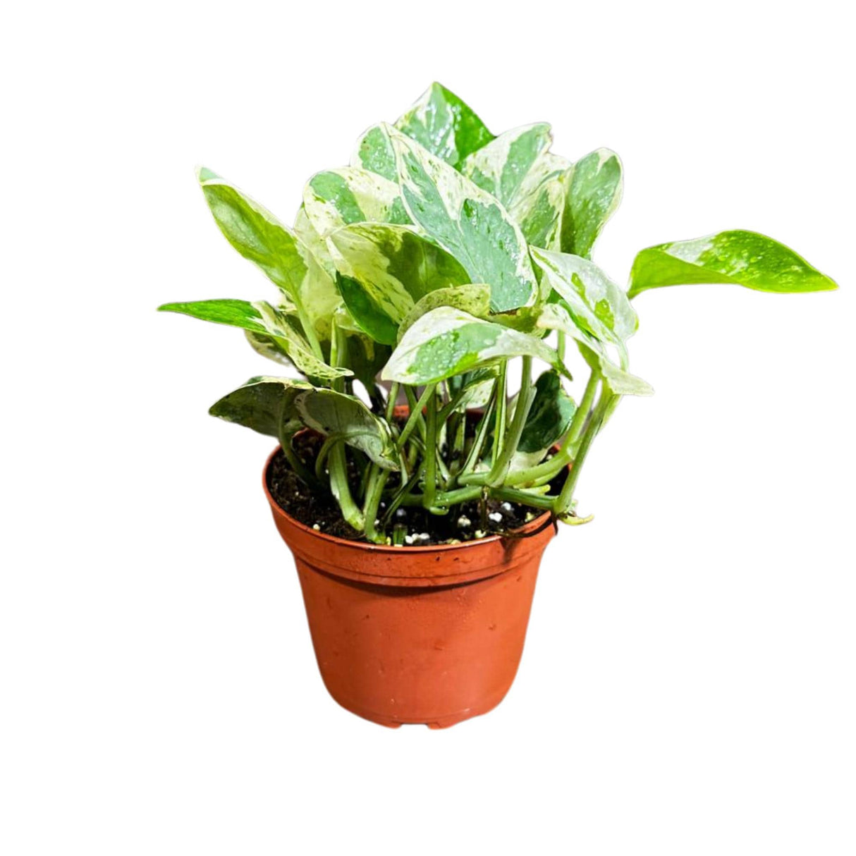 Rare N'Joy Pothos in a 4" Nursery Pot- White Variegated Indoor Vines - Low light plant Houseplant- Similar PLANT as the pictures