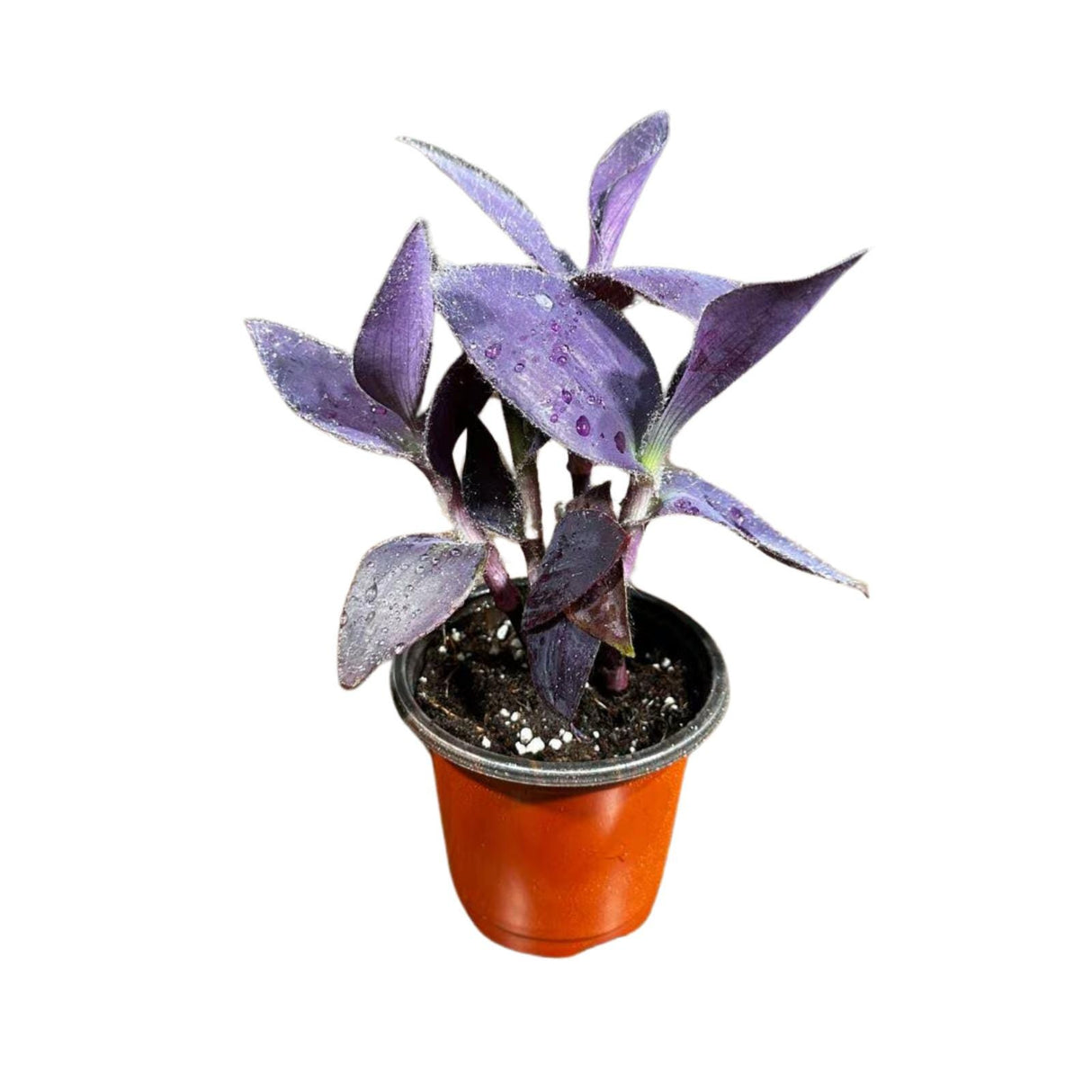 Purple Passion Tradescantia Wandering Jew Plant in 3 inch Pot | Easy Care Indoor Plant | Purple Queen Plant | Live Houseplant