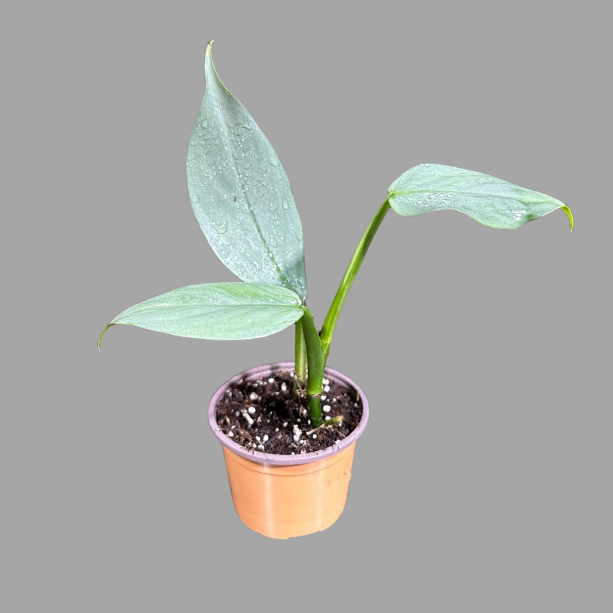 Philodendron Silver Sword Plant in a 2" Pot| Indoor & Outdoor Live House plant | Unique Tropical Plants | Office Plant, Gift Plants