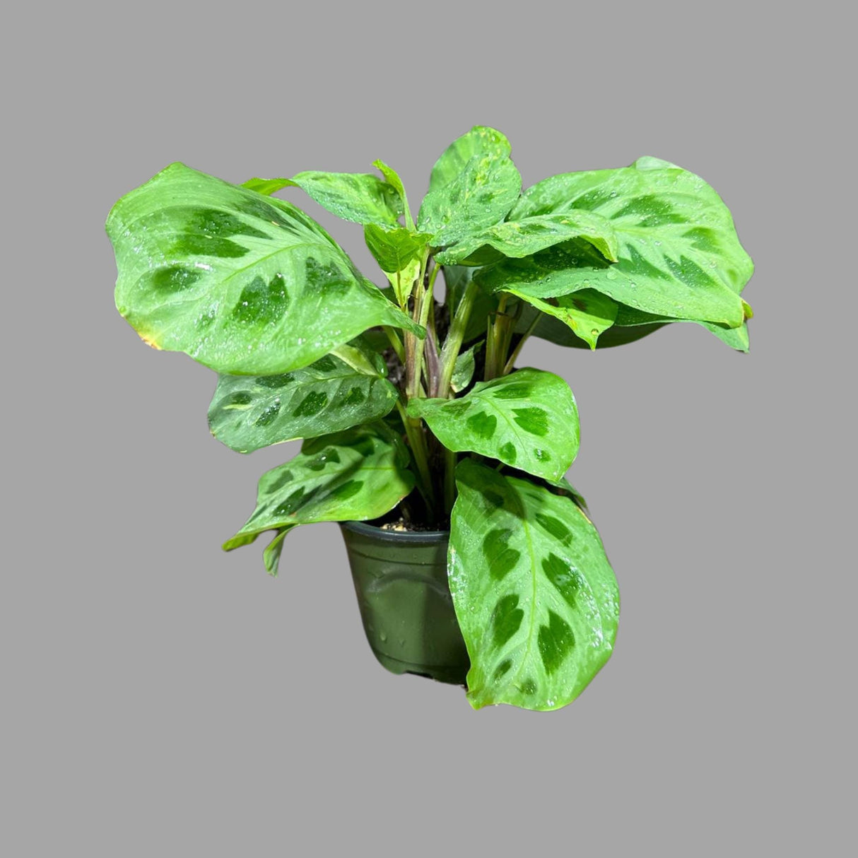 Green Maranta Leuconeura Large Mature Plant - Prayer Plant Green - Tropical Plant - Gift Houseplant