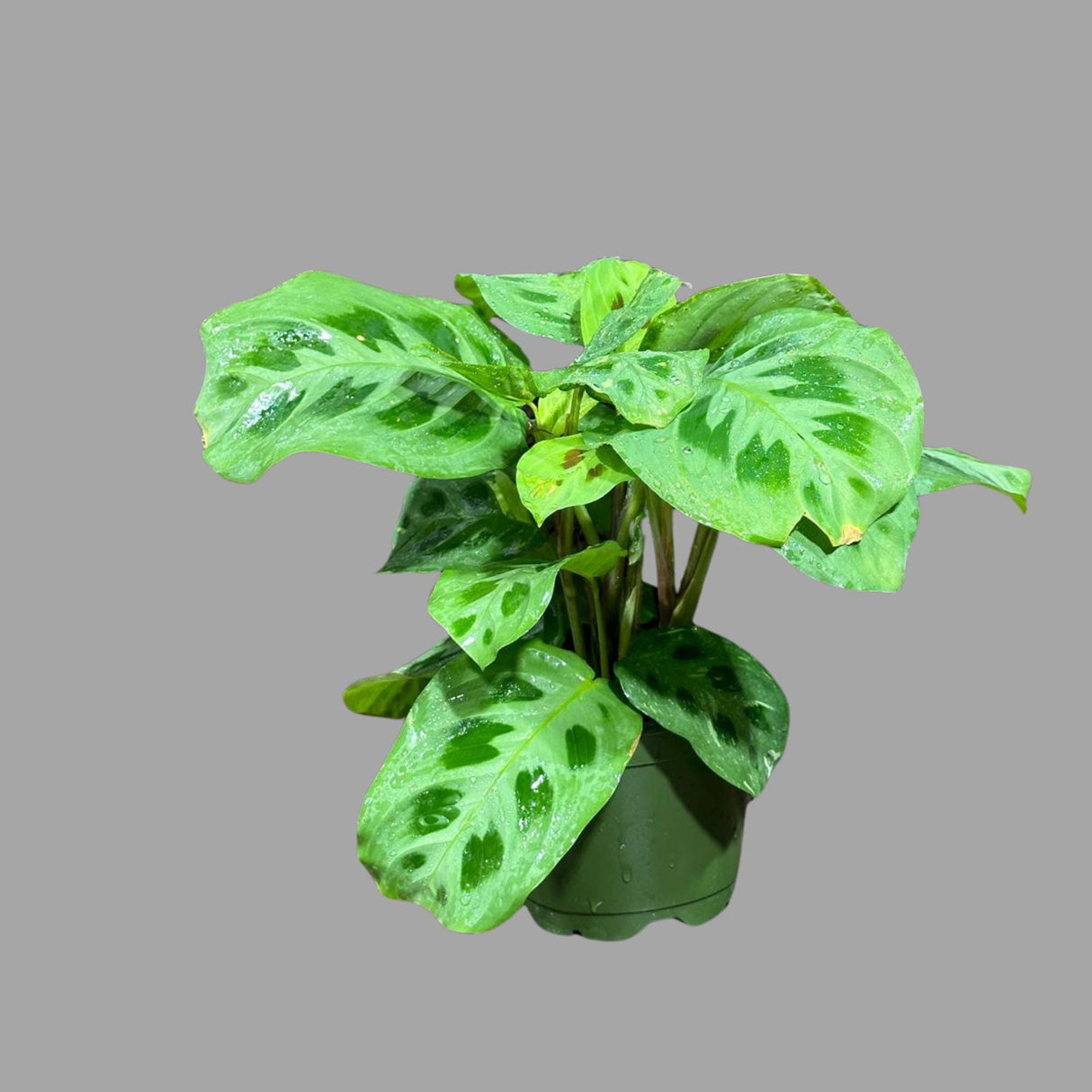 Green Maranta Leuconeura Large Mature Plant - Prayer Plant Green - Tropical Plant - Gift Houseplant