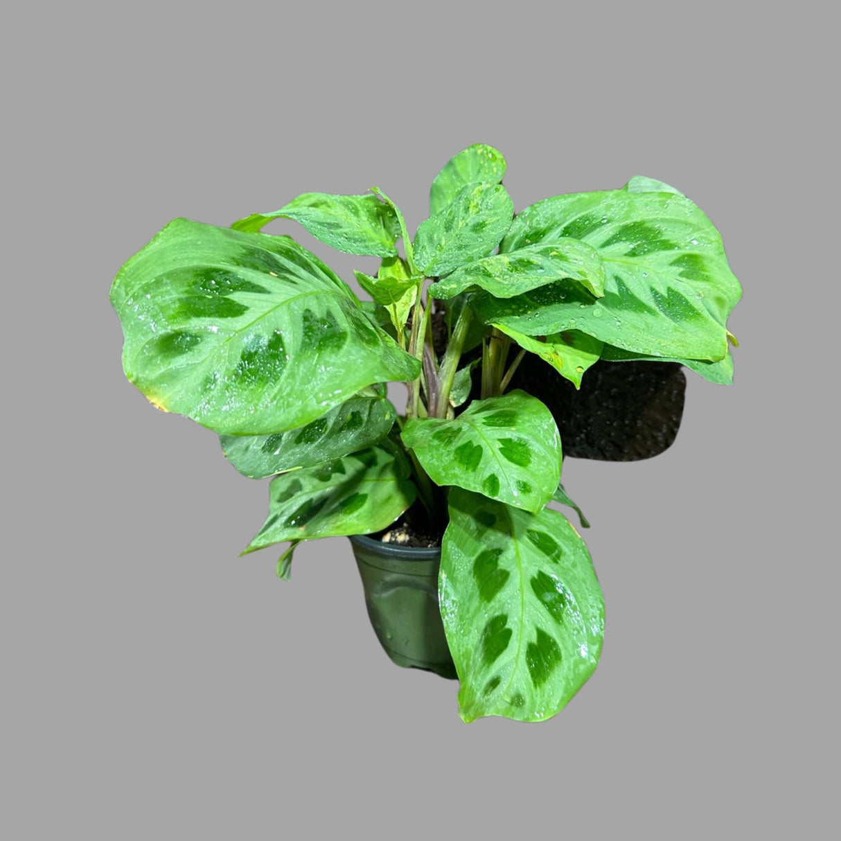 Green Maranta Leuconeura Large Mature Plant - Prayer Plant Green - Tropical Plant - Gift Houseplant