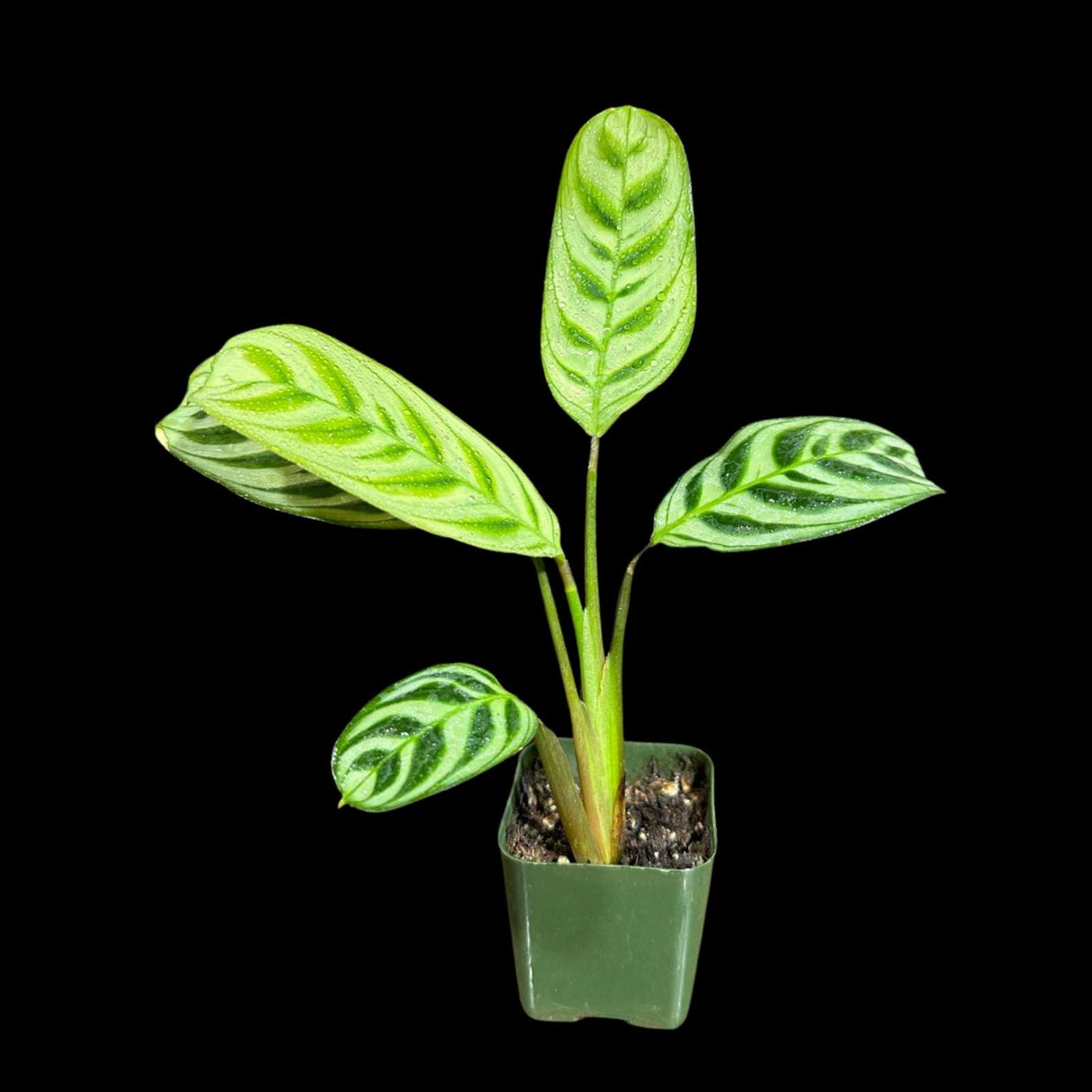 Calathea Burle Marx in a Nursery pot - Maranta Amabilis Burle Marx Starter Plant -Air purifier Houseplant -Fishbone Prayer Plant - US Seller