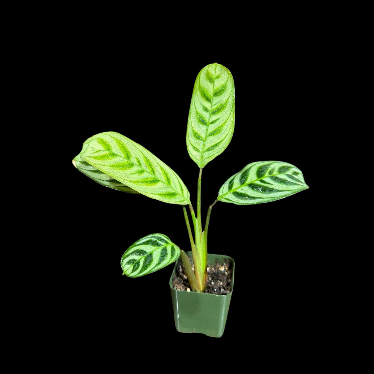 Calathea Burle Marx in a Nursery pot - Maranta Amabilis Burle Marx Starter Plant -Air purifier Houseplant -Fishbone Prayer Plant - US Seller