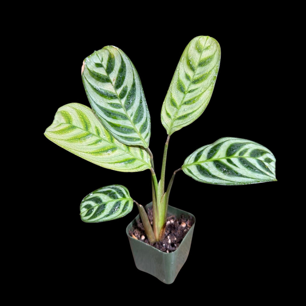 Calathea Burle Marx in a Nursery pot - Maranta Amabilis Burle Marx Starter Plant -Air purifier Houseplant -Fishbone Prayer Plant - US Seller