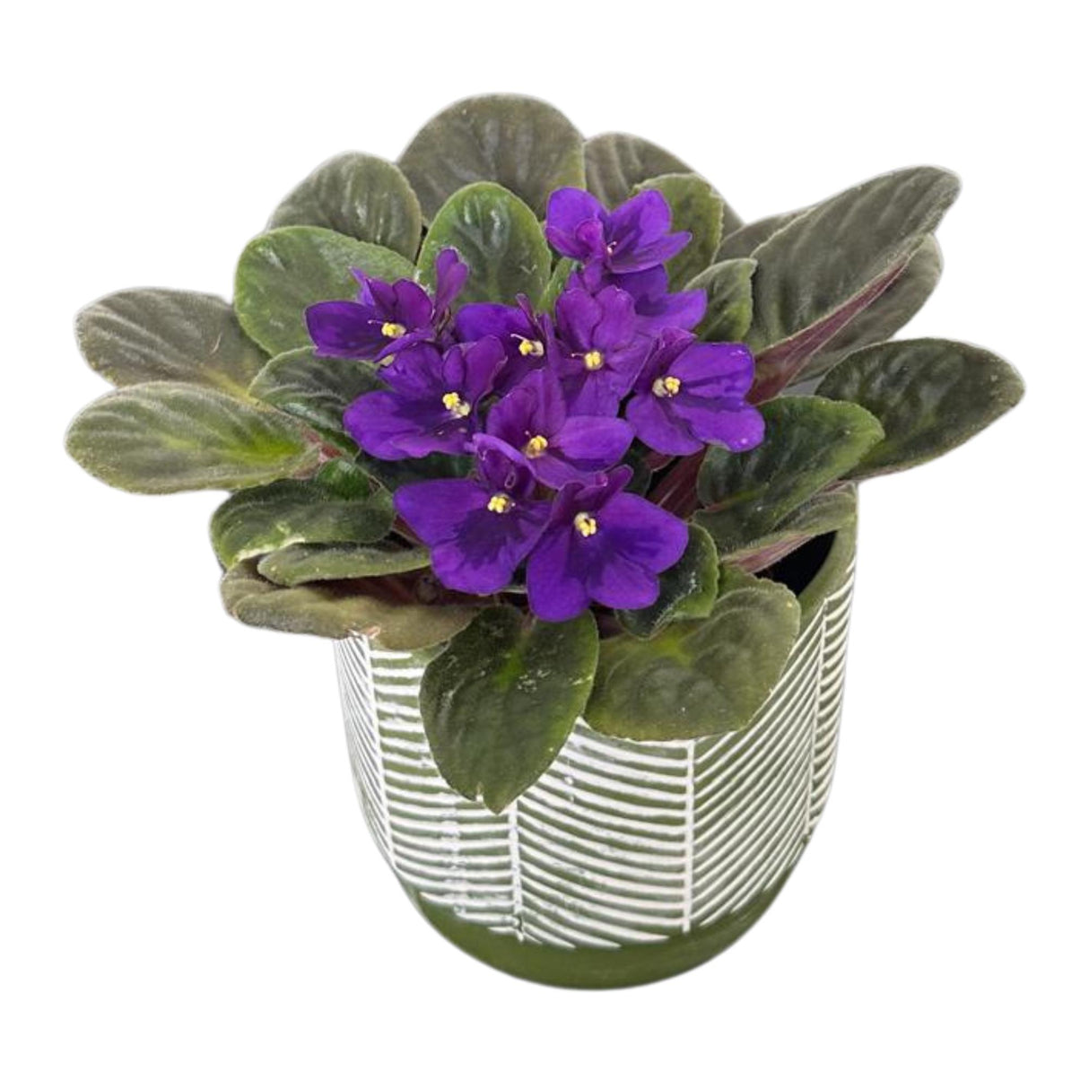 African Violet Live Plant in a 4 Inch Nursery Pot - Purple Violet - Blooming Indoor Plant - Mini Flowering Gift Plant - Flower for Birthday
