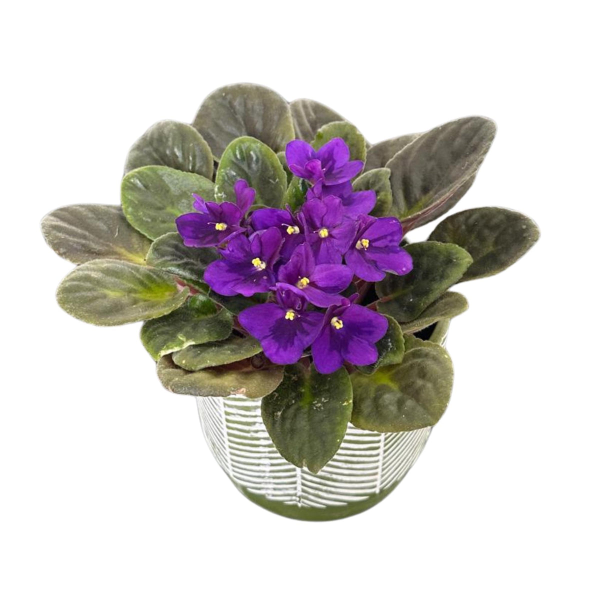 African Violet Live Plant in a 4 Inch Nursery Pot - Purple Violet - Blooming Indoor Plant - Mini Flowering Gift Plant - Flower for Birthday