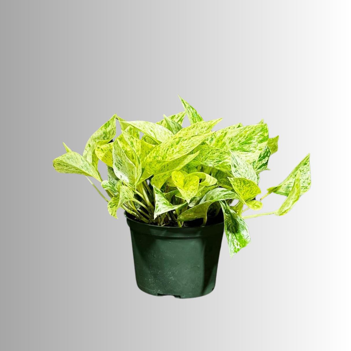 Variegated Snow Queen Pothos in a 4" Nursery Pot - Epipremnum aureum 'Snow Queen' - Variegated Pothos - Gift Houseplant - US Seller