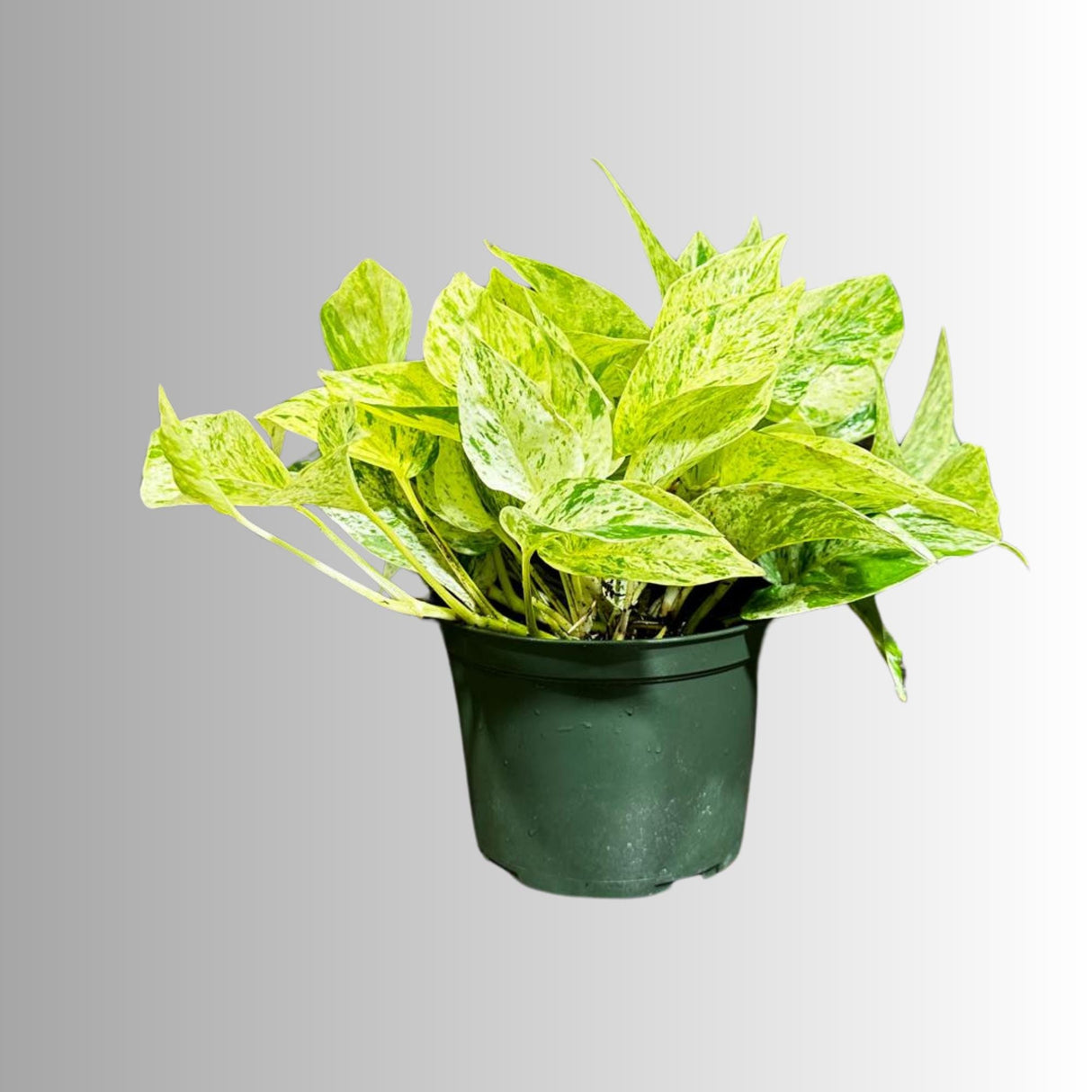 Variegated Snow Queen Pothos in a 4" Nursery Pot - Epipremnum aureum 'Snow Queen' - Variegated Pothos - Gift Houseplant - US Seller
