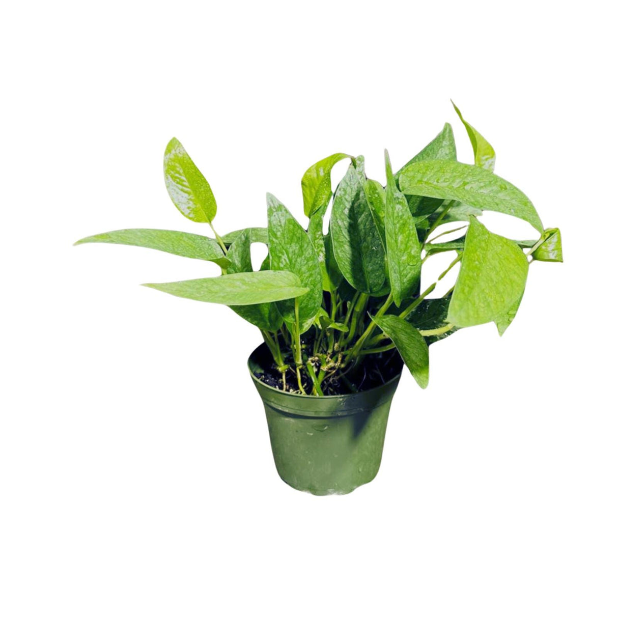 Epipremnum Pinnatum 'Cebu Blue' Pothos in a 3" Pot | Rare Cebu Blue Epipremnum Pinnatum | Gift Houseplants | Live Indoor Plant