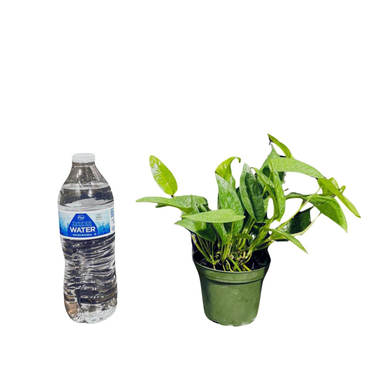 Epipremnum Pinnatum 'Cebu Blue' Pothos in a 3" Pot | Rare Cebu Blue Epipremnum Pinnatum | Gift Houseplants | Live Indoor Plant