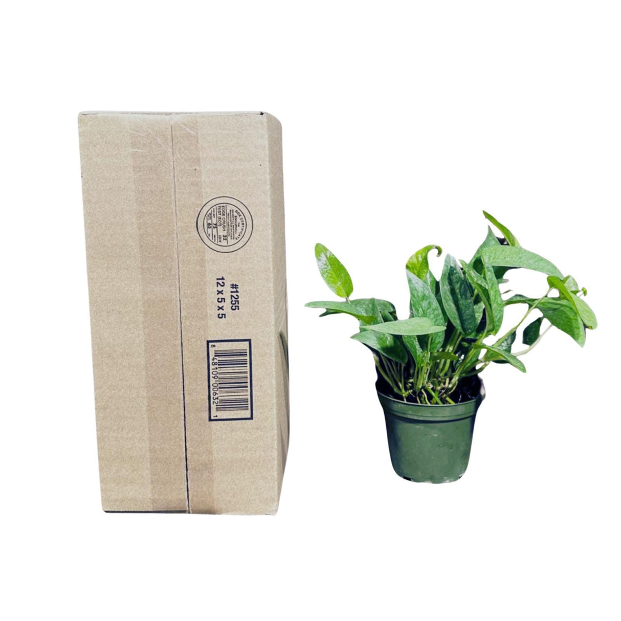 Epipremnum Pinnatum 'Cebu Blue' Pothos in a 3" Pot | Rare Cebu Blue Epipremnum Pinnatum | Gift Houseplants | Live Indoor Plant