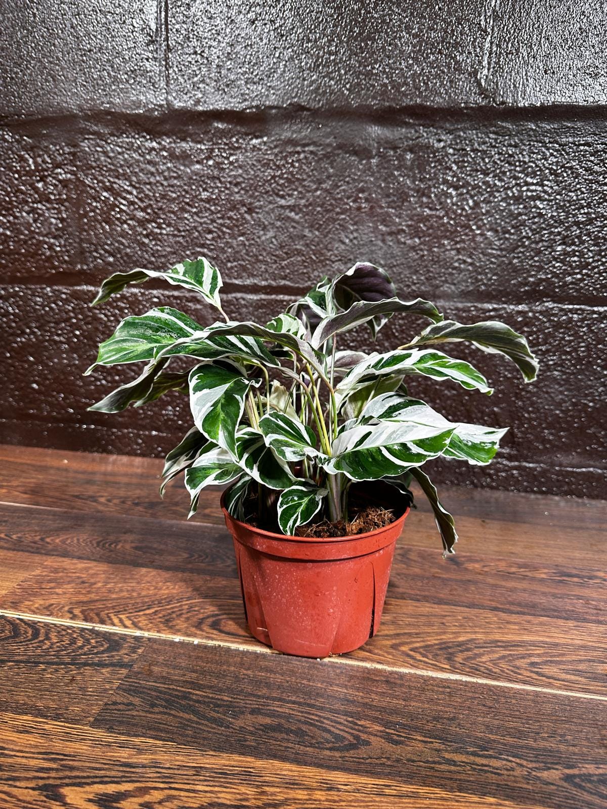 Calathea Fusion White 6” Nursery pot | Variegated Calathea | Calathea White Fusion | Calathea Tissue White Fusion