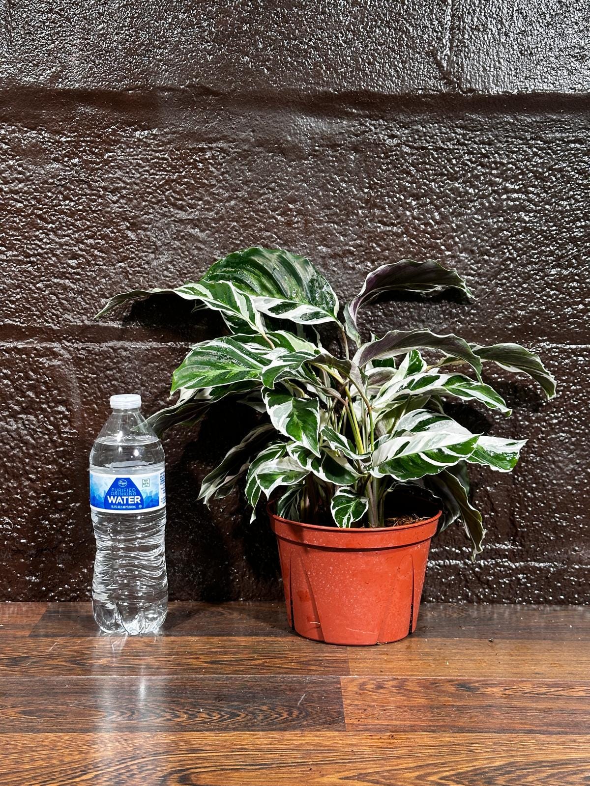 Calathea Fusion White 6” Nursery pot | Variegated Calathea | Calathea White Fusion | Calathea Tissue White Fusion
