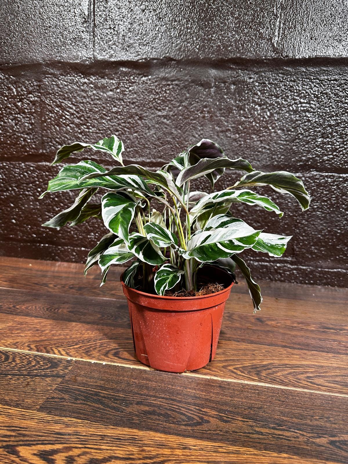 Calathea Fusion White 6” Nursery pot | Variegated Calathea | Calathea White Fusion | Calathea Tissue White Fusion