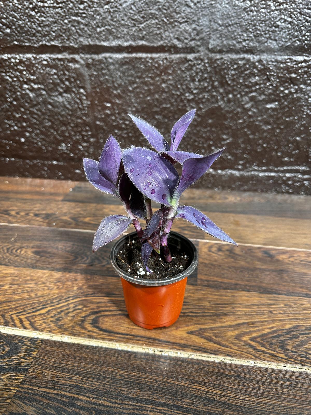 Purple Passion Tradescantia Wandering Jew Plant in a Pot | Easy Care Indoor Plant | Purple Queen Plant | Live Houseplant | US Seller