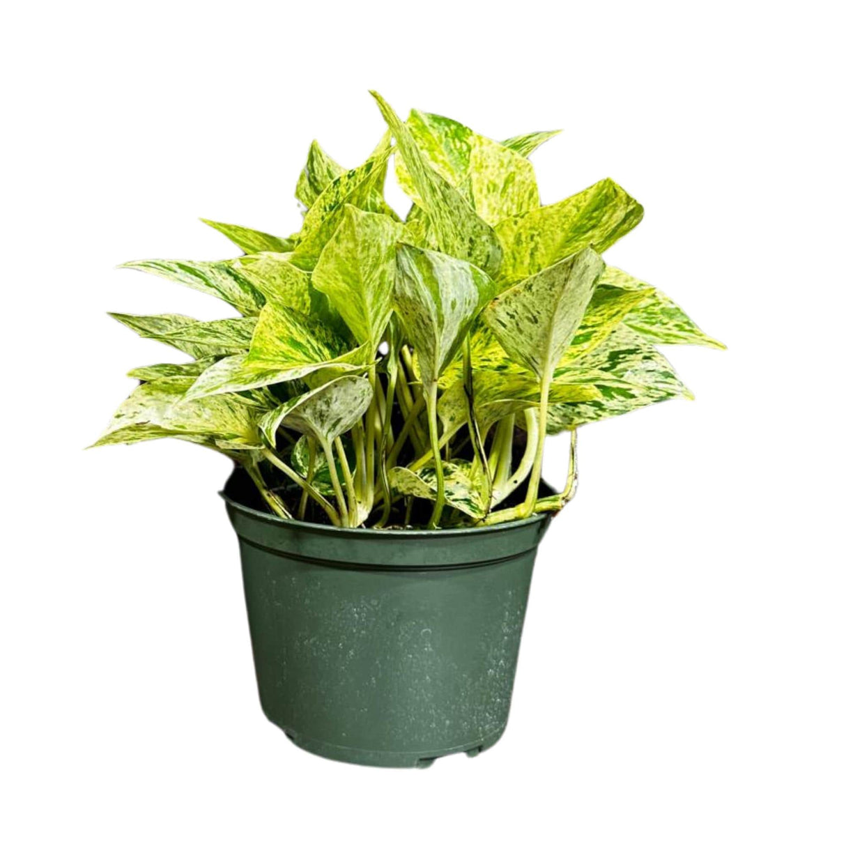 Variegated Snow Queen Pothos in a Nursery Pot - Epipremnum aureum 'Snow Queen' - Variegated Pothos - Gift Houseplant - US Seller
