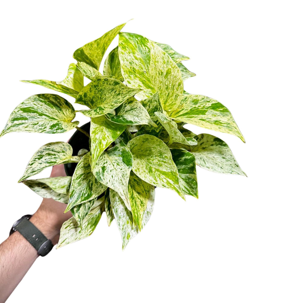 Variegated Snow Queen Pothos in a Nursery Pot - Epipremnum aureum 'Snow Queen' - Variegated Pothos - Gift Houseplant - US Seller
