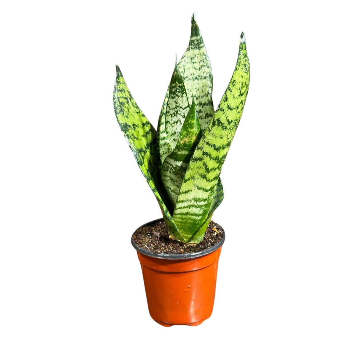 Sansevieria Zeylanica Snake Plant in 4" Pot | Live Indoor Plants | SAME PLANT| Green Snake Plant | Low light Houseplant | Pet Friendly