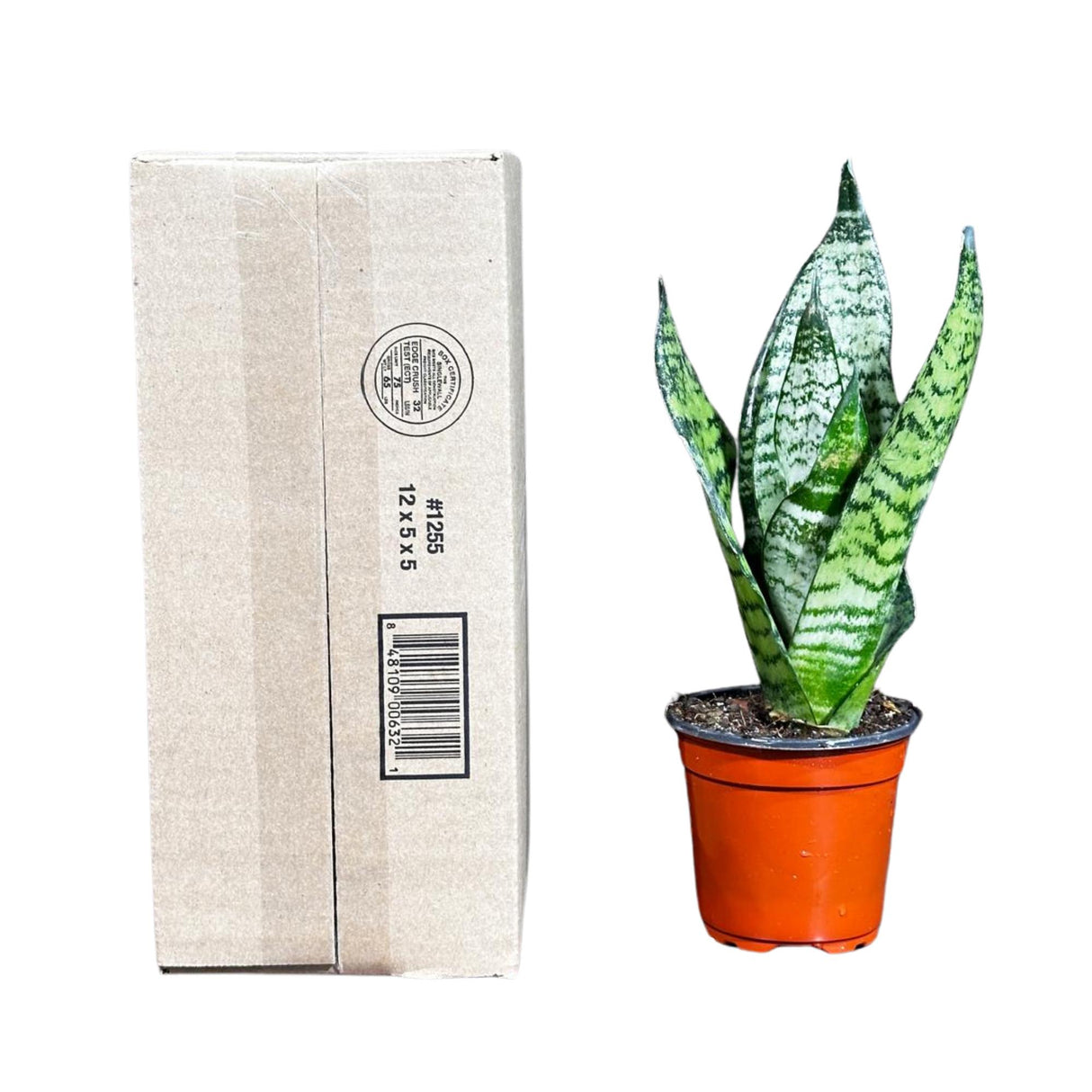 Sansevieria Zeylanica Snake Plant in 4" Pot | Live Indoor Plants | SAME PLANT| Green Snake Plant | Low light Houseplant | Pet Friendly