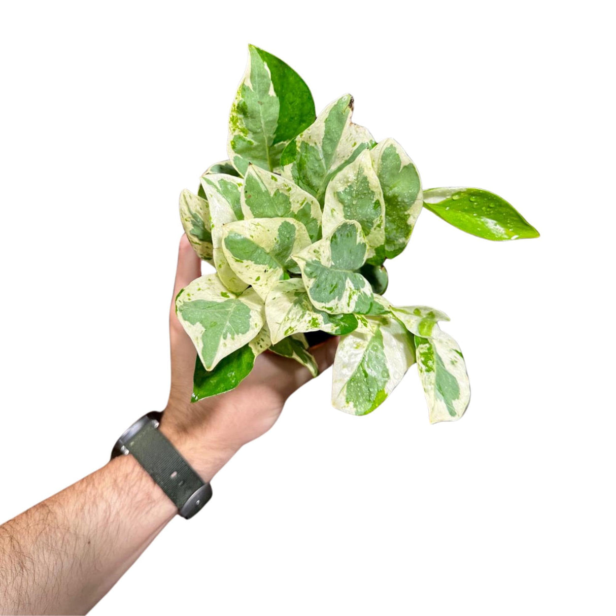 Rare N'Joy Pothos in a 4" Nursery Pot- White Variegated Indoor Vines - Low light plant Houseplant- Similar PLANT as the pictures