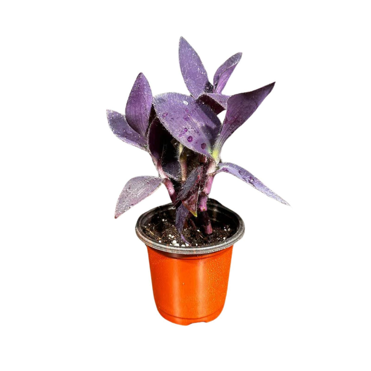 Purple Passion Tradescantia Wandering Jew Plant in 3 inch Pot | Easy Care Indoor Plant | Purple Queen Plant | Live Houseplant