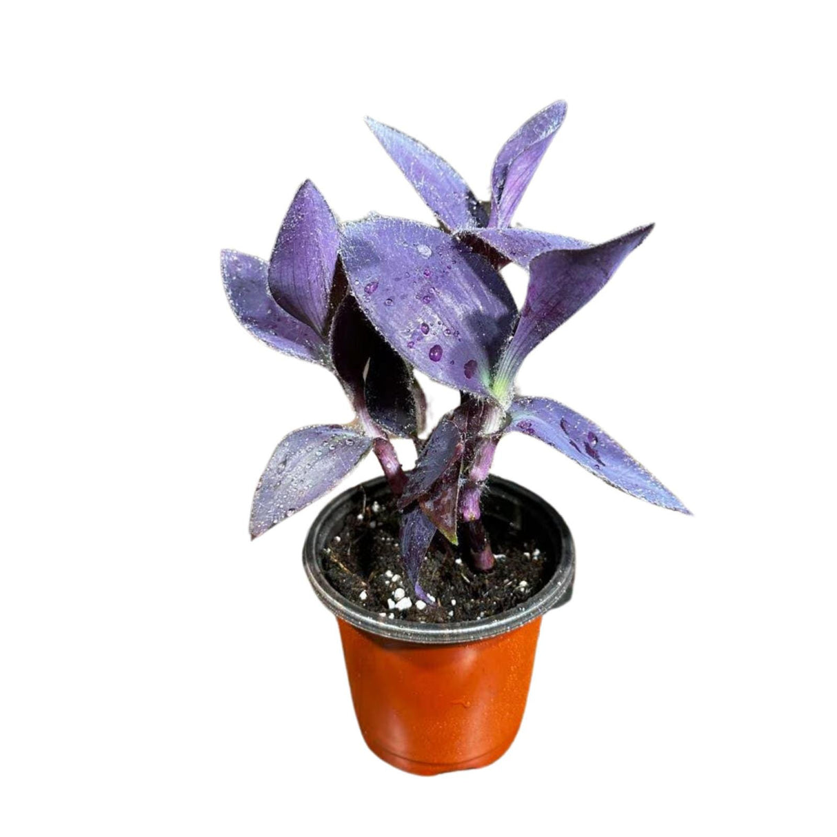 Purple Passion Tradescantia Wandering Jew Plant in 3 inch Pot | Easy Care Indoor Plant | Purple Queen Plant | Live Houseplant