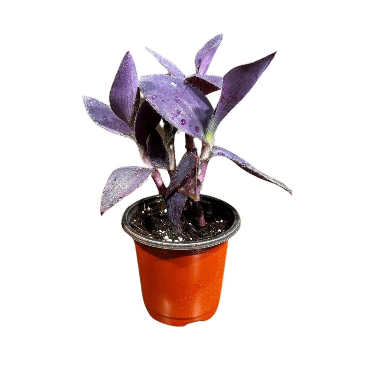 Purple Passion Tradescantia Wandering Jew Plant in 3 inch Pot | Easy Care Indoor Plant | Purple Queen Plant | Live Houseplant