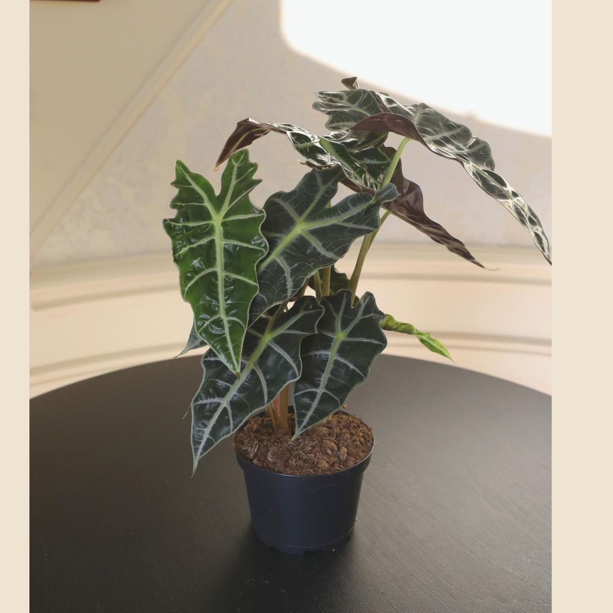 Alocasia Polly Plant in a 6" Nursery Pot | Air Purifier Tropical Indoor Plant | Live African Mask Alocasia | Alocasia Amazonica - US SELLER
