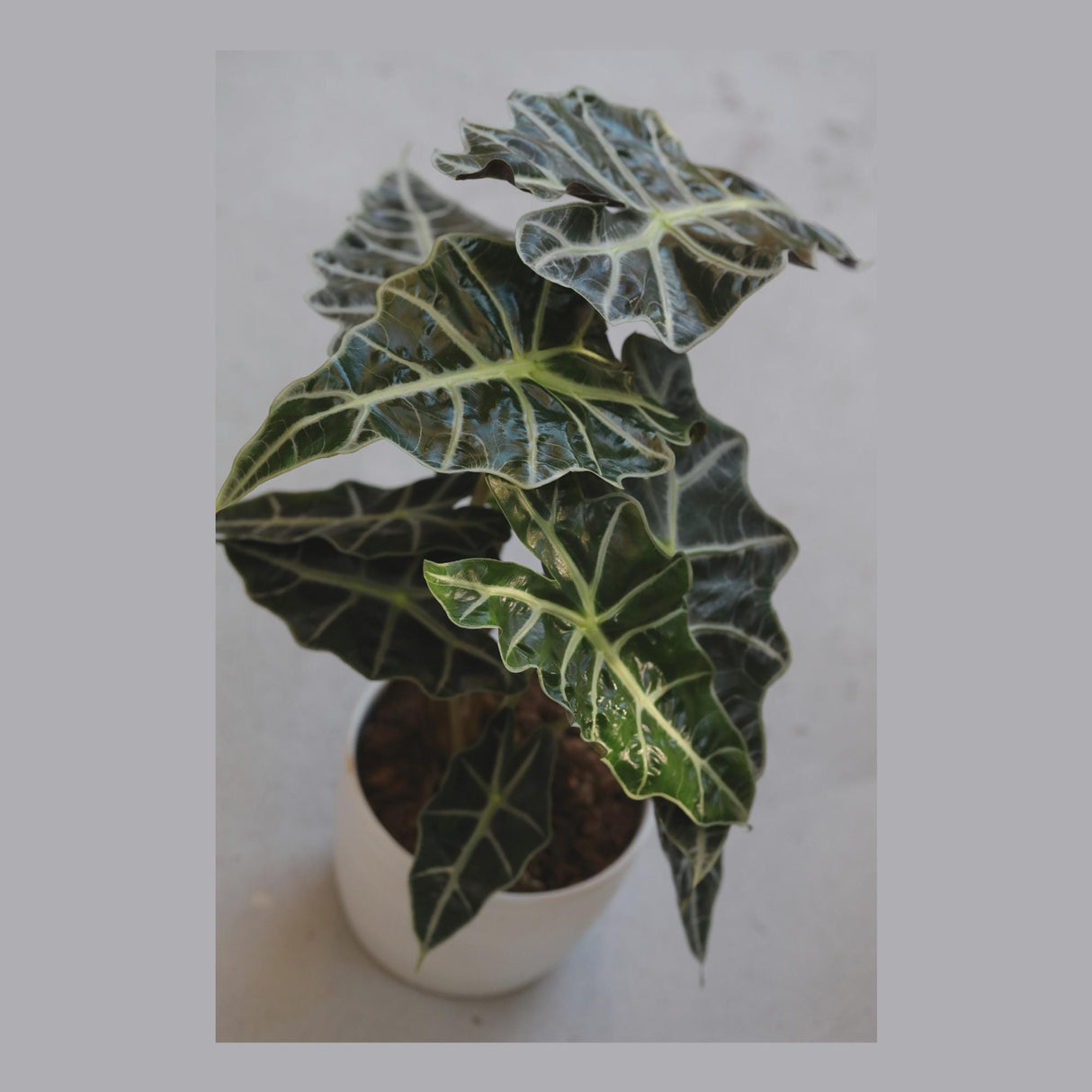 Alocasia Polly Plant in a 6" Nursery Pot | Air Purifier Tropical Indoor Plant | Live African Mask Alocasia | Alocasia Amazonica - US SELLER