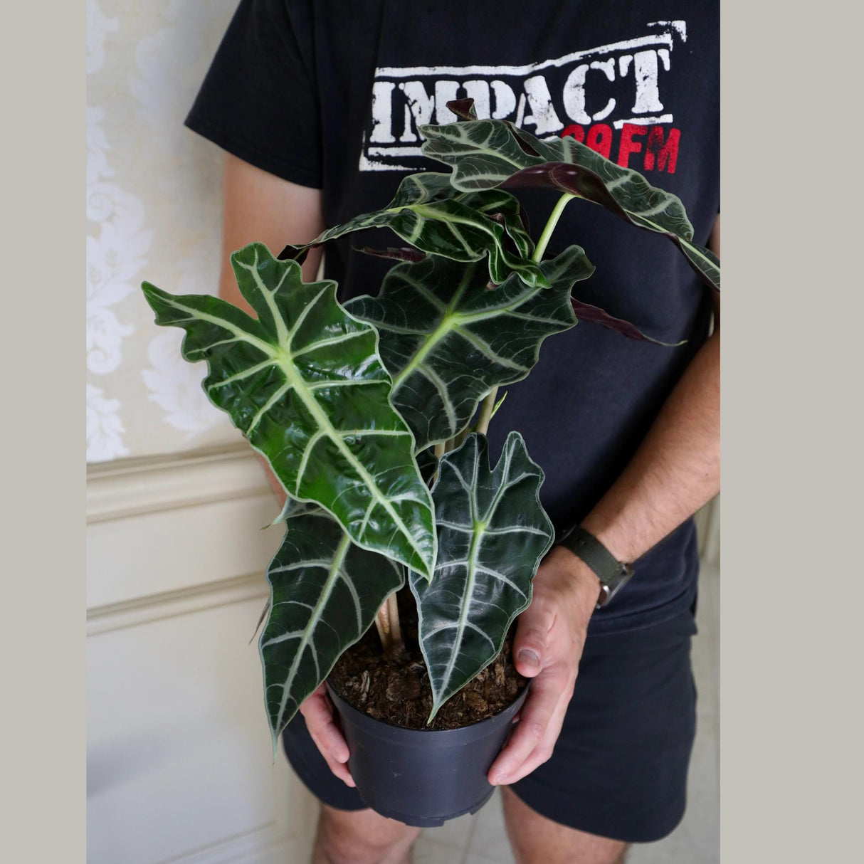 Alocasia Polly Plant in a 6" Nursery Pot | Air Purifier Tropical Indoor Plant | Live African Mask Alocasia | Alocasia Amazonica - US SELLER
