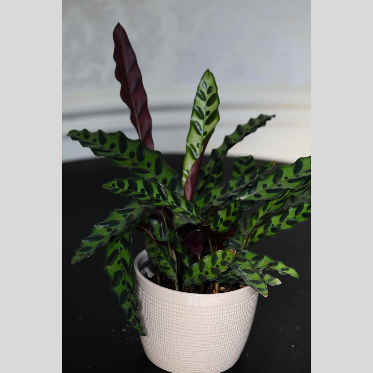 Calathea Peacock "Calathea Lancifolia 6" Nursery Pot | Peacock Calathea - Air Purifier Plant - Live Topical Houseplant | Indoor Gift Plant