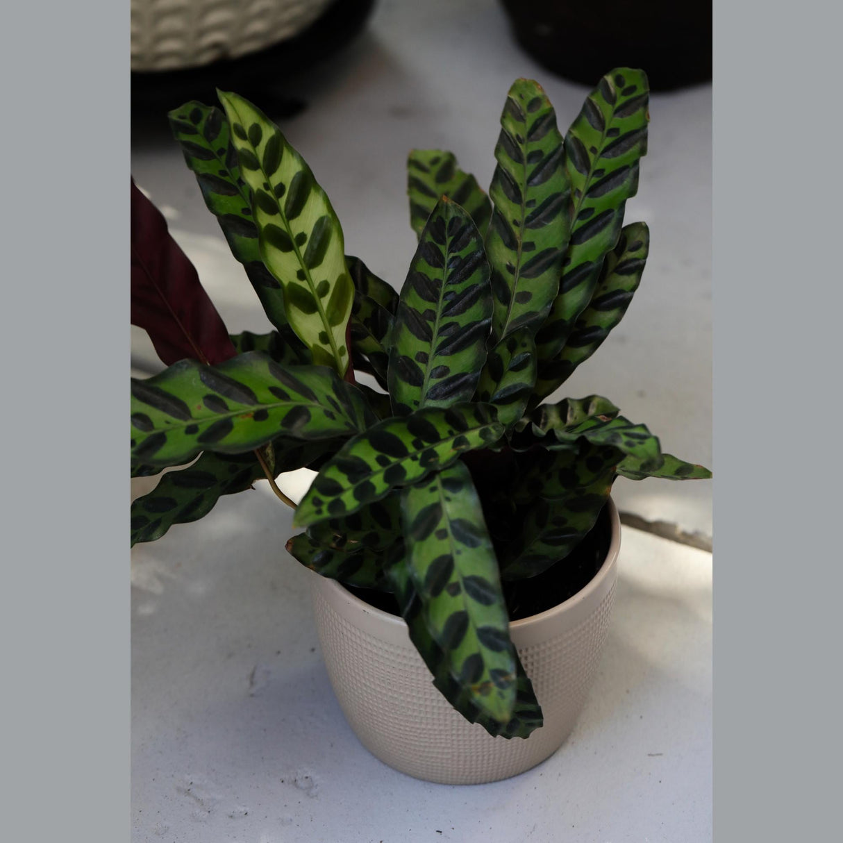 Calathea Peacock "Calathea Lancifolia 6" Nursery Pot | Peacock Calathea - Air Purifier Plant - Live Topical Houseplant | Indoor Gift Plant