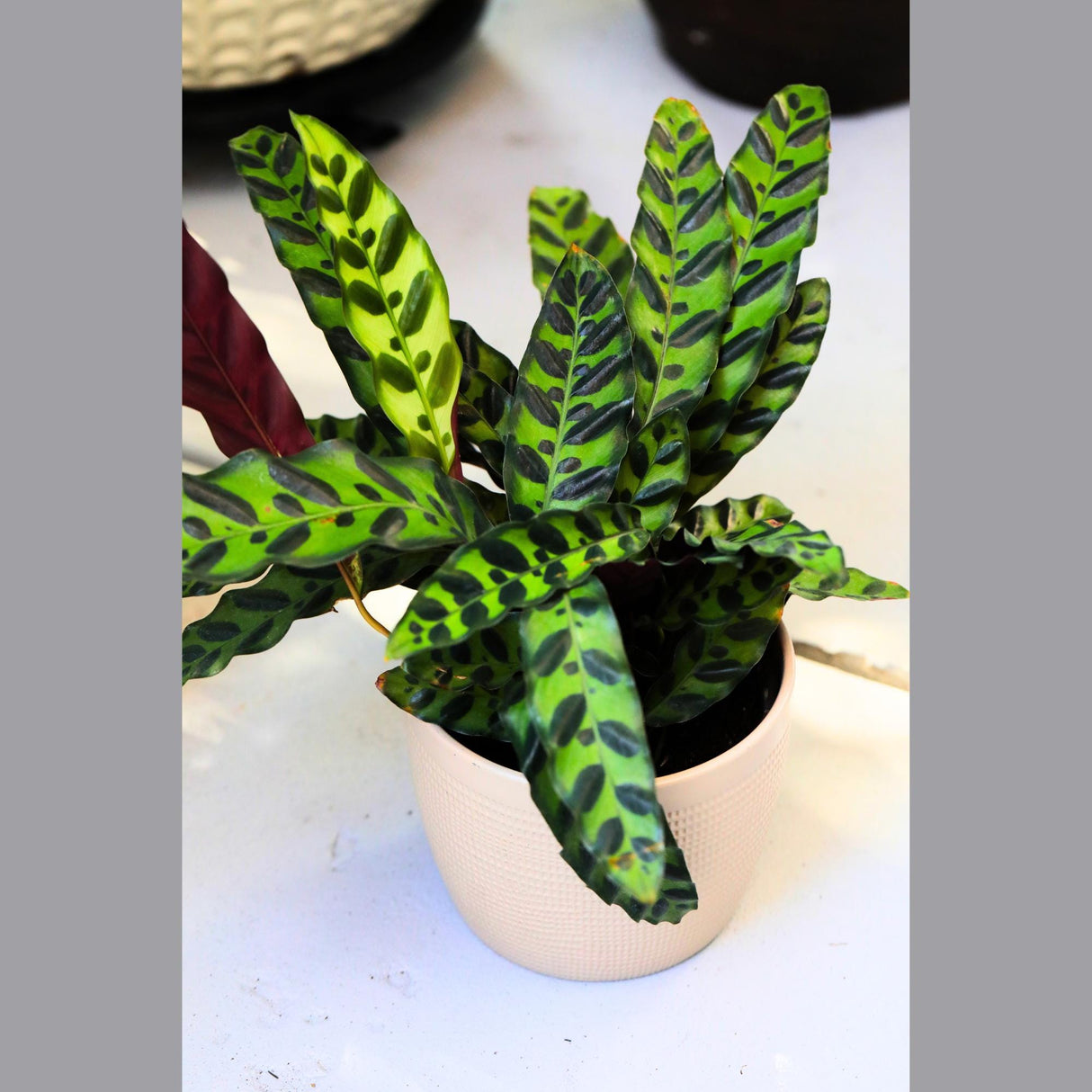 Rare Calathea Lancifolia in a 5" Nursery Pot - Air purifier plant - Rare Houseplant - Rattlesnake Plant - Gift Houseplant