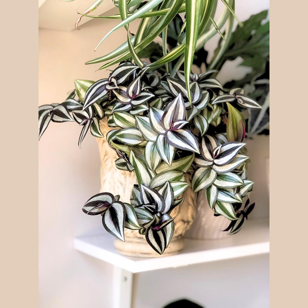 Tradescantia Nanouk Lilac Plant in a 4" Pot - Rare Tradescantia - Rare Pink Silver Wandering Jew - Easy Care Hardy Indoor Houseplant