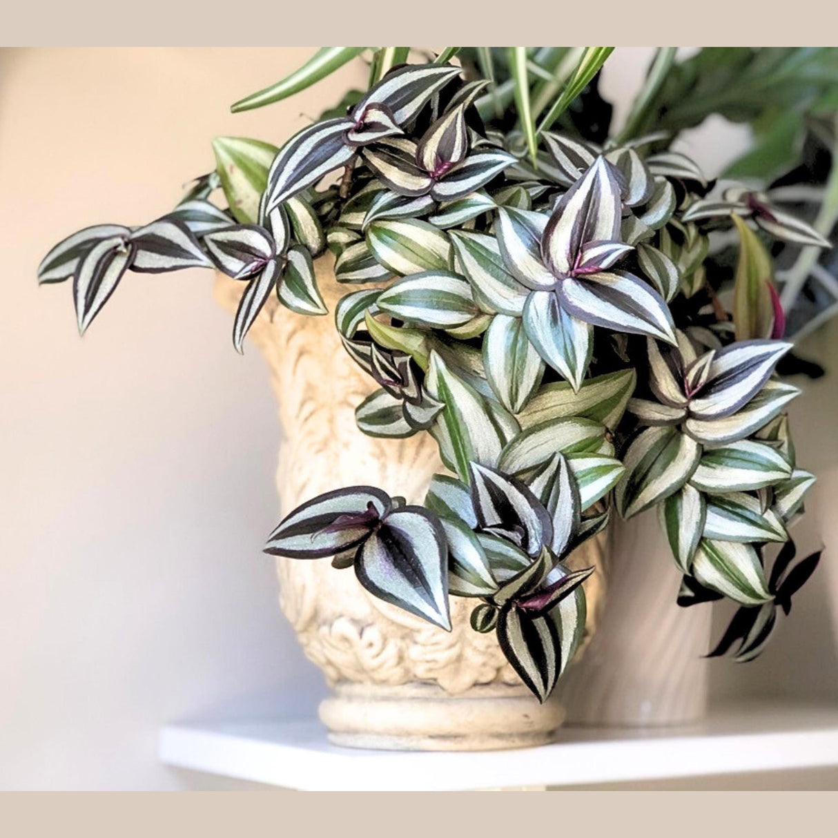 Tradescantia Nanouk Lilac Plant in a 4" Pot - Rare Tradescantia - Rare Pink Silver Wandering Jew - Easy Care Hardy Indoor Houseplant