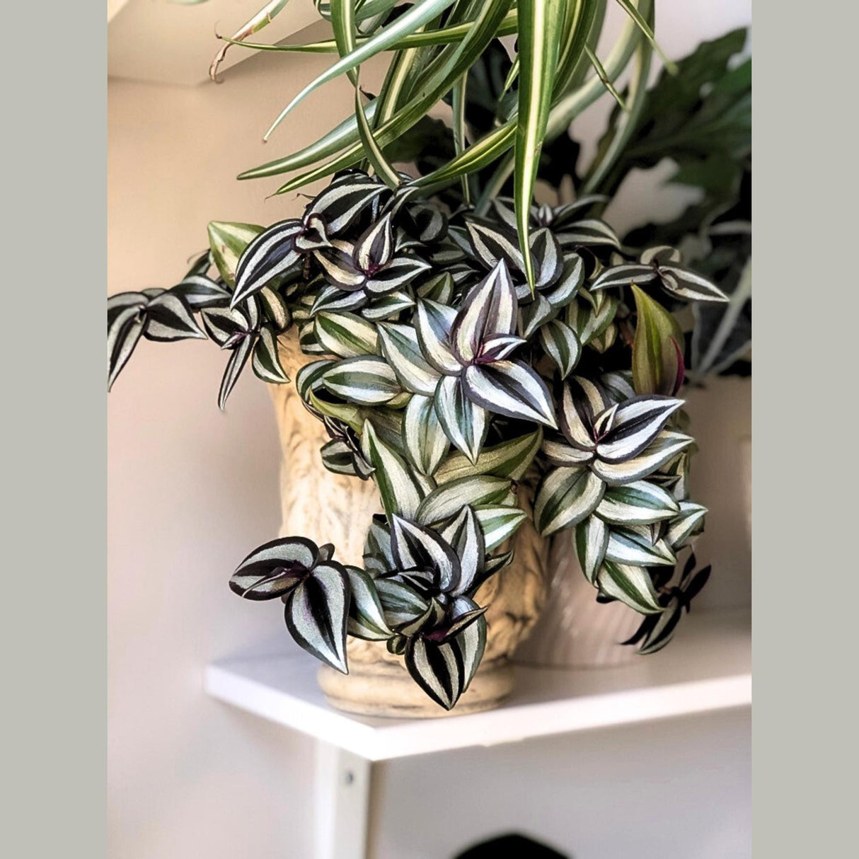 Silver Wandering Jew Plant in 4" Nursery Pot - Rare Tradescantia - Pink Silver Wandering Jew - Easy Care Hardy Indoor Houseplant