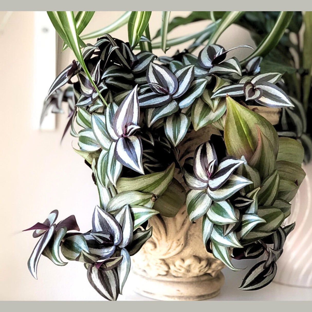 Silver Wandering Jew Plant in 4" Nursery Pot - Rare Tradescantia - Pink Silver Wandering Jew - Easy Care Hardy Indoor Houseplant