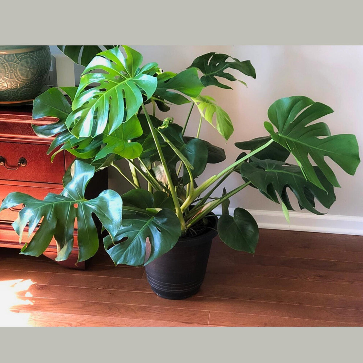 Monstera Deliciousa Plant Live in a 8" Grow Pot - 2 Feet Wide Large Monstera For Indoors - Low Light Houseplant - Air Purifier Plant Indoor