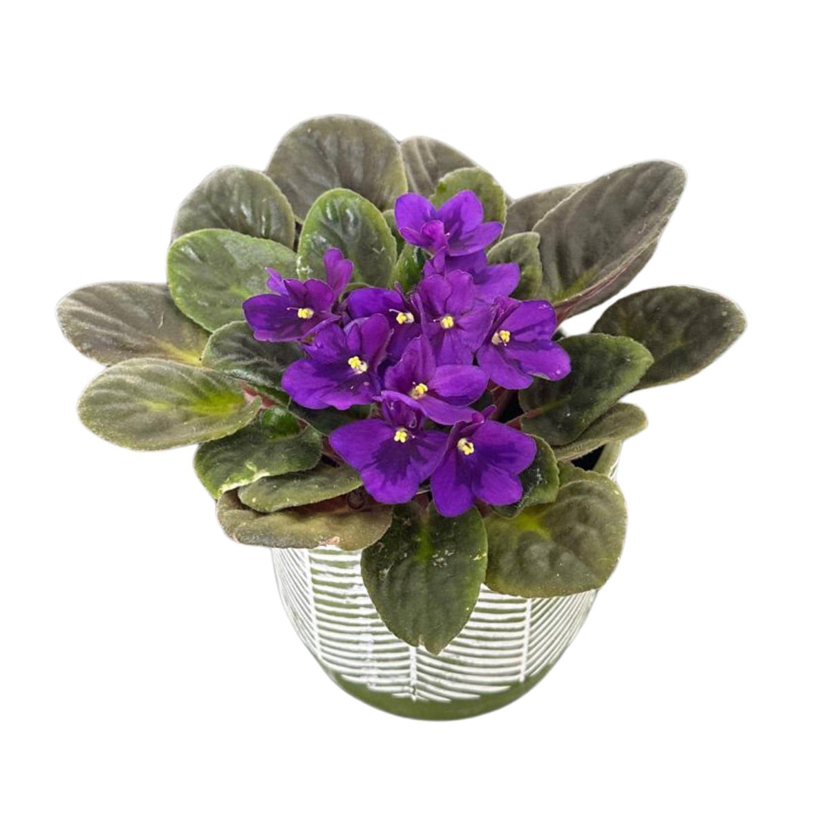 African Violet Live Plant in a 4 Inch Nursery Pot - Purple Violet - Blooming Indoor Plant - Mini Flowering Gift Plant - Flower for Birthday
