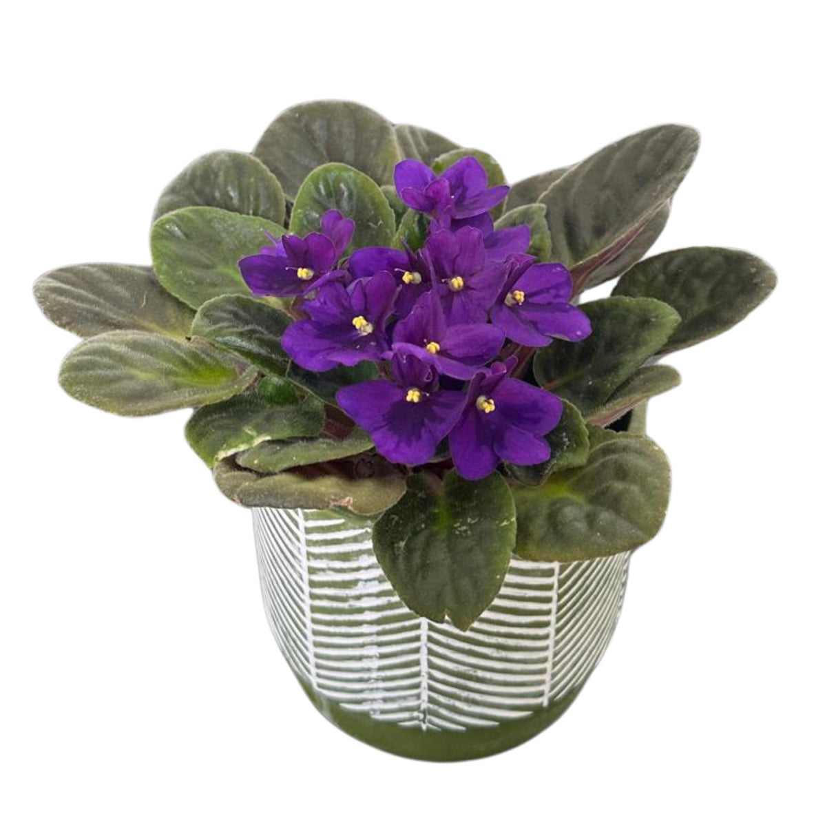 African Violet Live Plant in a 4 Inch Nursery Pot - Purple Violet - Blooming Indoor Plant - Mini Flowering Gift Plant - Flower for Birthday