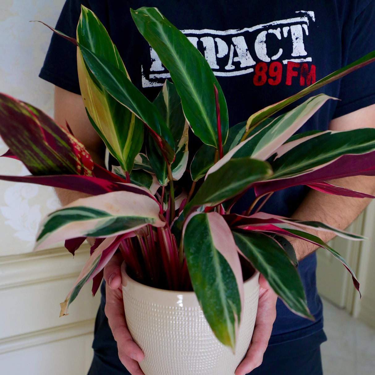 Stromanthe Triostar Plant 6" Grow Pot - Large Pink Live Indoor Plant - Easy Care Purple Office Plant - Living Room Decor Plant Gift