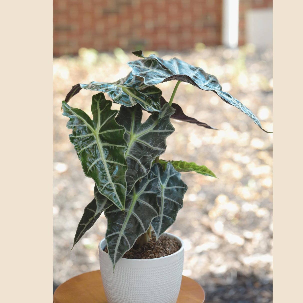 Alocasia Polly Plant in a 6" Nursery Pot | Air Purifier Tropical Indoor Plant | Live African Mask Alocasia | Alocasia Amazonica - US SELLER