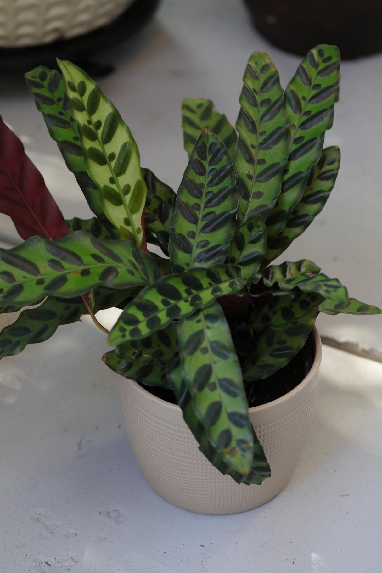 Calathea Peacock "Calathea Lancifolia 6" Nursery Pot | Peacock Calathea - Air Purifier Plant - Live Topical Houseplant | Indoor Gift Plant