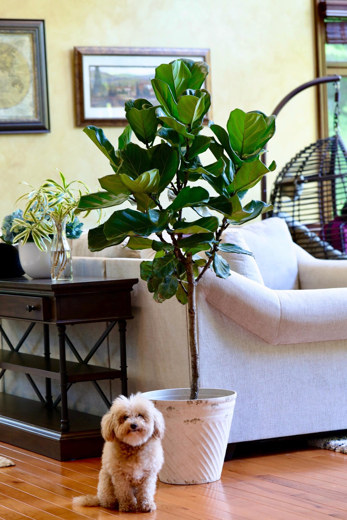 Fiddle Fig Tree Live Houseplant | Large Fixus Lyrata Fig Tree for indoor | 4.5 Feet Indoor Tree in 10” Nursery Pot