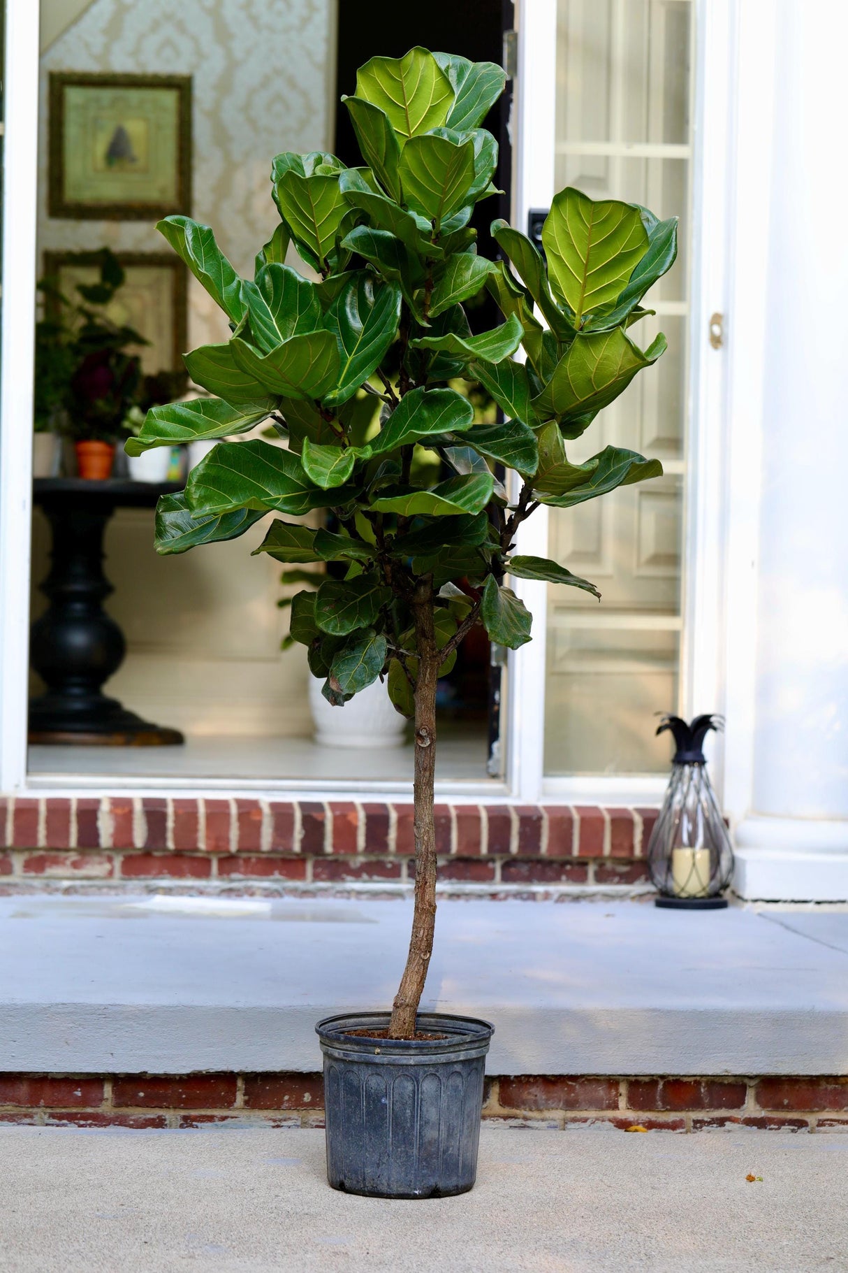 Fiddle Fig Tree Live Houseplant | Large Fixus Lyrata Fig Tree for indoor | 4.5 Feet Indoor Tree in 10” Nursery Pot