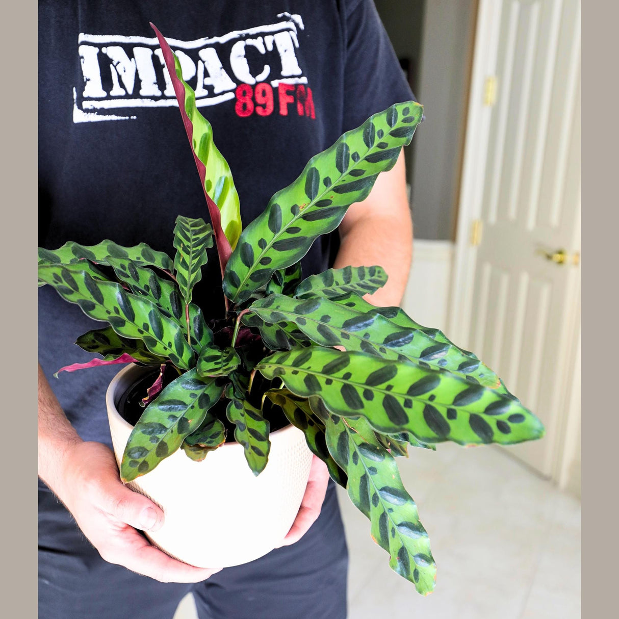 Rare Calathea Lancifolia in a 5" Nursery Pot - Air purifier plant - Rare Houseplant - Rattlesnake Plant - Gift Houseplant