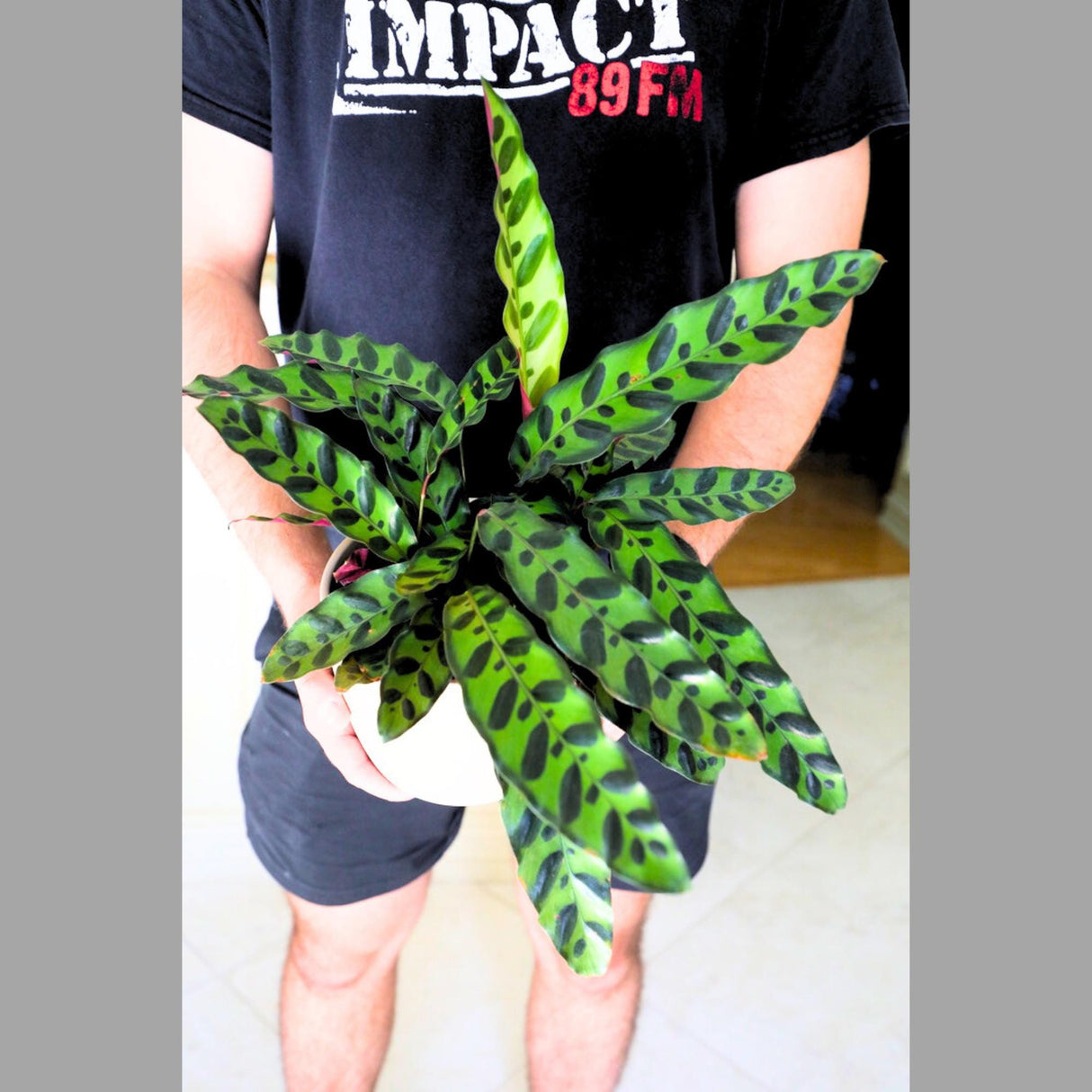 Rare Calathea Lancifolia in a 5" Nursery Pot - Air purifier plant - Rare Houseplant - Rattlesnake Plant - Gift Houseplant